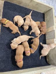 If you're searching for white or fox red pointing labradors for sale in kansas, lankas labs has just what you need. Ridge Country Red Labrador Retrievers Home Facebook