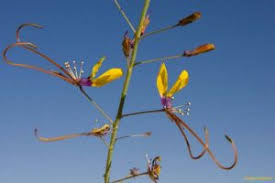 Image result for Cleome angustifolia