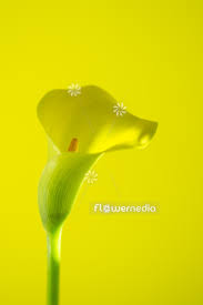 Image result for Phragmanthera usuiensis