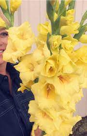 Order Bulk Fresh Yellow Gladiolus Flower At Wholesale Price Gladiolus Wedding Flowers Gladiolus Wedding Gladiolus Flower