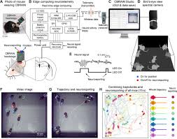 For computers, a mouse is a pointing device which helps to click on or move things within an operating system. A Bird S Eye View Of Brain Activity In Socially Interacting Mice Through Mobile Edge Computing Mec Science Advances