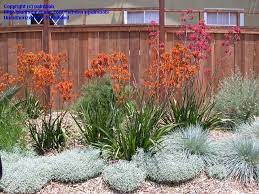 Kangaroo Paw Plant Full Size Picture Of Kangaroo Paw Cat S Paw Anigozanthos Flavidus Native Garden Australian Garden Succulents Garden