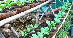 Growing Plants In Coconut Shells Growing Food Plants Shell Planter