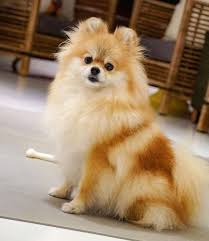 Mel Agoraeufiqueidoce Mel Boo Mel Boo Ein Fantastis Poodle Husky Hayvan