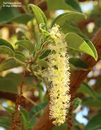 Image result for Phytolacca dioica