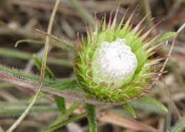 Image result for Dicoma anomala