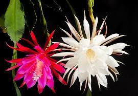 Use Real Butter Night Blooming Flowers Night Blooming Cereus Beautiful Flowers