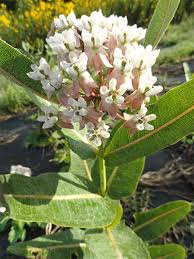 Asclepias Sullivantii Prairie Milkweed Asclepias Milkweed Bees Plants