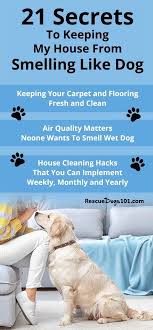 The best method is purchasing a good dog shampoo instead. 21 Easy Ideas To Keep Your House From Smelling Like Dog With Two Dogs Of Our Own And Rotating A Foster Dog In Here Dog Cleaning Dog Hair Cleaning Dog Smells