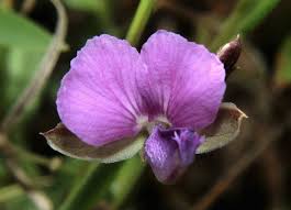 Image result for Carpolobia