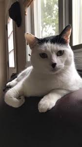 Adopting a cat is a big decision. Cat For Adoption Phoebe A Domestic Short Hair Mix In Blaine Mn Petfinder