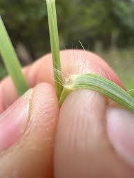 Image result for Bothriochloa bladhii