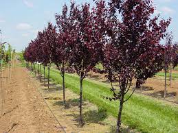Maybe you would like to learn more about one of these? Plums Facts And Health Benefits