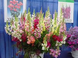 Image result for Antirrhinum