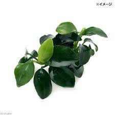 アヌビアスナナ プチの育成方法 Co2 光量 肥料は 水草 Road To Aquarist