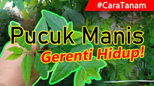 Cara menanam sayur cekur manis how to grow katuk plant sauropus androgynus. Cara Paling Mudah Menanam Sayur Pucuk Manis Gerenti Hidup Punya Youtube