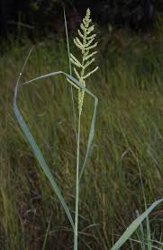 Image result for Echinochloa pyramidalis
