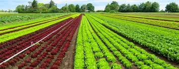 La dirección general de agricultura es la encargada de prestar la atención y el apoyo que demanda la agricultura de canarias. Aplicar Tecnologia A La Agricultura