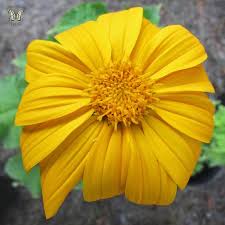 Image result for Tithonia