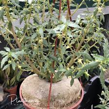 Image result for Dorstenia schliebenii