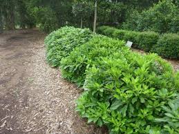 Hymenosporum Flavum Gold Nugget Plants Tropical Plants Frangipani