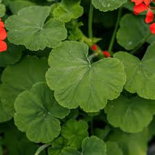 Image result for Geranium vagans