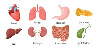 Image result for internal organs