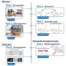 Protocol for applying Tumor Treating Fields in mouse models of cancer using  the inovivo system