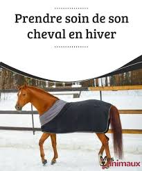 my animals blog sur les conseils les soins et tout ce qui concerne le monde animal cheval animaux soins des chevaux