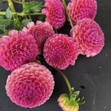 Pin On Dahlia