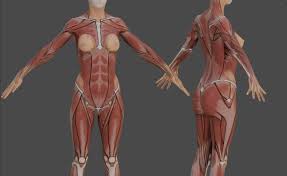 I think i made the lines pretty clear for the muscle. Anatomy Female Torso Reference