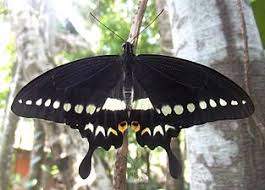 Like many tropical butterflies, this species shows seasonal polyphenism, with the appearance. List Of Butterflies Of Kerala Wikipedia