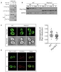 3 longstreth& associates, inc., mundelein, il, usa. Yeast Ataxin 2 Forms An Intracellular Condensate Required For The Inhibition Of Torc1 Signaling During Respiratory Growth Abstract Europe Pmc