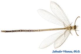 Image result for Memecylon myrianthum