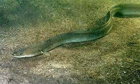 European Eels On The Slippery Slope Of Survival Food Tank