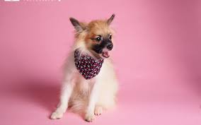 Pin On Pet Photography