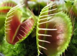 Rainforest S Plants Jonathan B4 2 Finished Screen 4 On Flowvella Presentation Software For Mac Ipad And Iphone