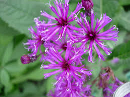 Image result for Vernonia lampropappa