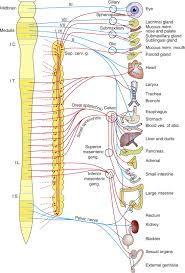 The nervous system consists of the central and the peripheral nervous system. Anatomy Of The Nervous System Sciencedirect