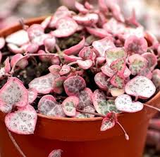 Image result for Ceropegia circinata