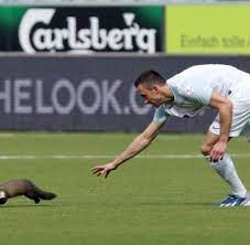 14 samet jm, dominici f, curriero fc, coursac i, zeger sl. Fussball International Schweiz Fc Zurich Siegt Nach Marderjagd Welt