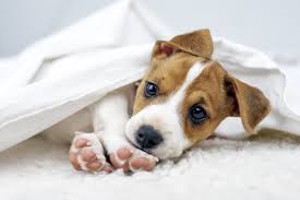 Einige rassen sind sogar erst mit 1. Hundemantel Fur Jack Russel Terrier Hundemantel Gunstig Kaufen Auf Hundemantel Mode De