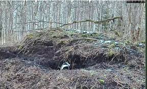 Dachs Kamera Online Looduskalender Ee