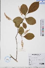 Image result for Homalium abdessammadii