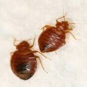 Early detection and treatment are critical to successful control. 1 Pest Control Exterminator Nj 973 302 4144 Animal Removal Nj