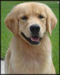 Crescent Goldrox Who S Your Daddy Guess Yvonne Sargent Golden Retriever Puppies Fl Sc Va Ga Fl Tx Md Tn Florida Retrievers Golden Retriever Dogs Golden Retriever Puppies Golden Retriever Puppies For Sale