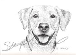 Illustrate the suited shape of the elongated neck. Pencil Drawings Of Dogs Faces Novocom Top