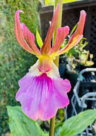 Image result for Eulophia guineensis