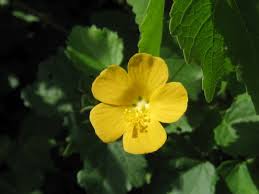 Image result for Abutilon sonneratianum