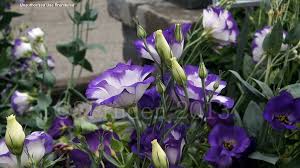 Image result for eustoma Balboa